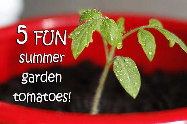 5 Fun Tomato Varieties for Your Summer Garden